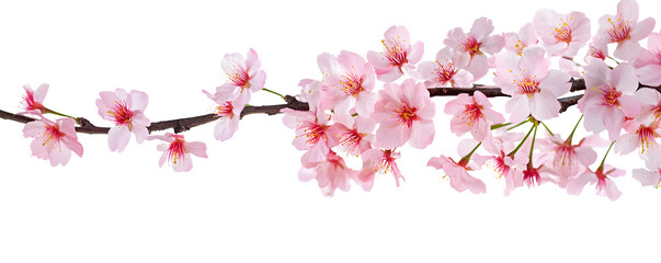 Fototapeta premium Pink spring cherry blossom flowers on a tree branch isolated against a flat background.