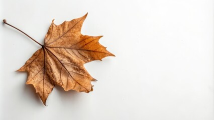 Fototapeta premium A solitary, dried maple leaf rests on a pristine white surface, its intricate veins and delicate brown hues showcased against the stark backdrop.