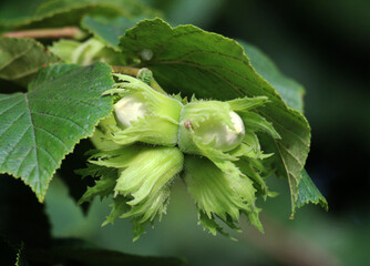 Nuts ripen on a hazel branch