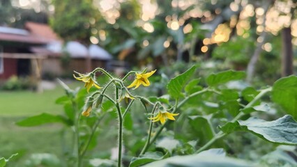 tomato flower