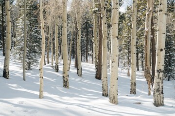 A serene snowy forest scene with a layer of fresh snow covering the trees.