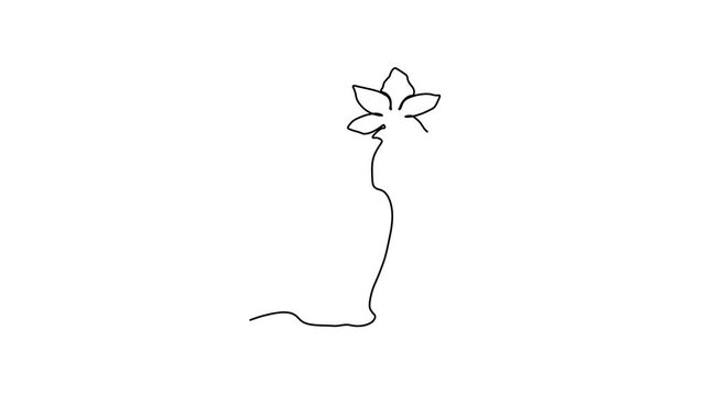 Abstract flower vase with flower narcissus. Self drawing animation one continuous line draw, logo