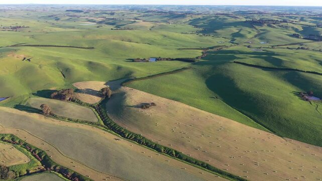 Making hay bales in a field In Australian. Baling silage rolls in a meadow 