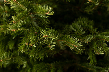 Fototapeta premium Fir tree twigs background of Christmas tree branches, close up