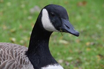 Porträt einer Kanadagans