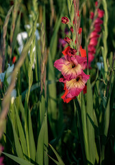 Red gladiolus flower closeup in a field