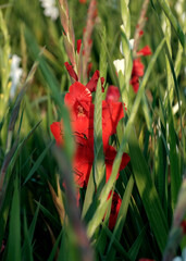 Red gladiolus flower closeup in a field