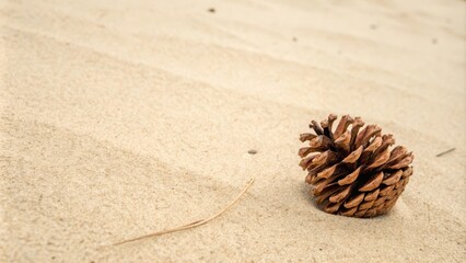 A lone pine cone rests on the surface of soft, white sand, its brown scales reflecting the natural light.