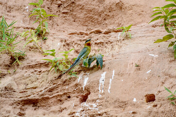 green moss on the ground