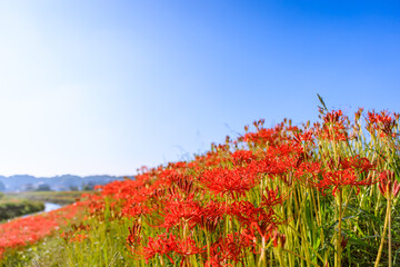 彼岸花咲く秋景色　愛知県半田市