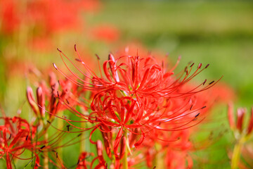 彼岸花咲く秋景色　愛知県半田市