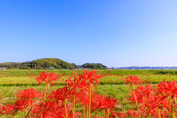 彼岸花咲く秋景色　愛知県半田市