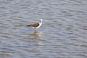 black-winged stilt bird called himantopus himantopus or cavaliere d italia in italian language on pond