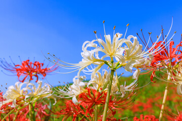 白い彼岸花咲く秋景色　愛知県半田市
