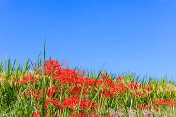 彼岸花咲く秋景色　愛知県半田市