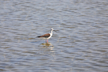 Obraz premium bird called himantopus himantopus or CAVALIERE D ITALIA in italian language on the pond
