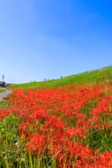 彼岸花咲く秋景色　愛知県半田市