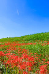 彼岸花咲く秋景色　愛知県半田市