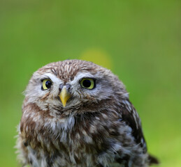 slightly cross-eyed owl eyes with a yellow beak and a blurry green background