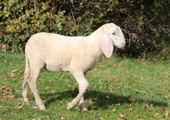 young lamb grazing in the meadow in autumn appearing helpless and gentle like a lamb