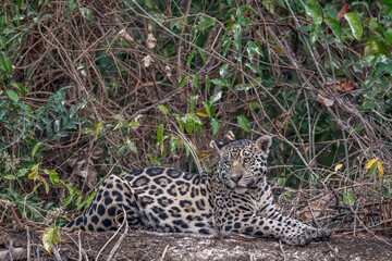 Jaguar lying on the edge of a high river bank in the Pantanal - jungle background