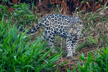 Jaguar on a Jungle Path.