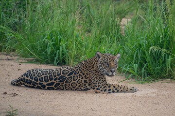 Jaguar relaxing on a sand bank