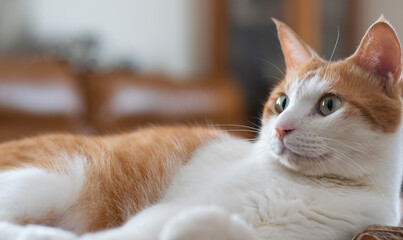 くつろぐ可愛い猫　茶トラ白