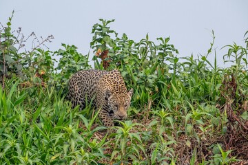 jaguar climbing down to the river