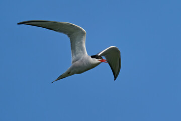 Common tern (Sterna hirundo)