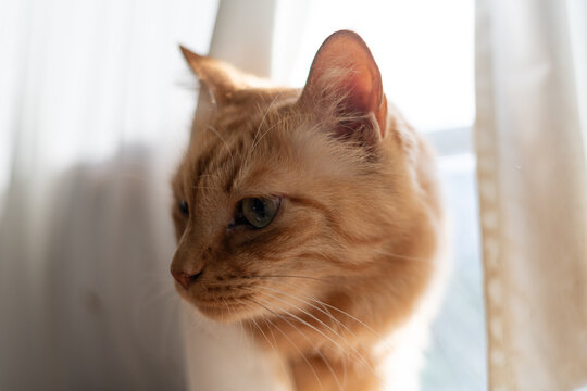カーテンの隙間から顔を出す猫　茶トラ猫