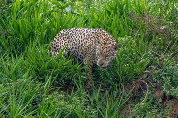 Jaguarn in the Pantanal  looking down to the river below