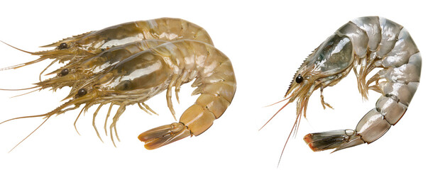 Fresh raw whiteleg shrimp isolated transparent background  on transparent background