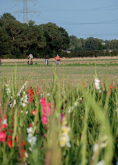 Colored gladioli flowers in the field