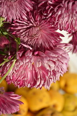 Pink large chrysanthemums and quince on a blurry background