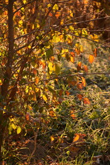 Autumn landscape, yellow leaves and hoarfrost on the grass