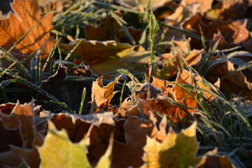 Maple leaves in the sun on the grass after autumn frosts