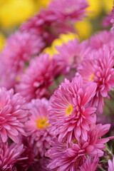 Beautiful pink chrysanthemums with a yellow middle on a blurry yellow background