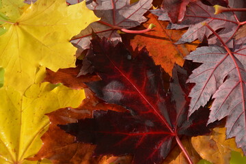 Yellow and red maple leaves on earth