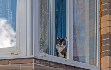 A cat looks out of a window on the ground floor