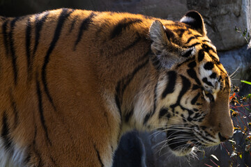 View of the Siberian tiger in the zoo