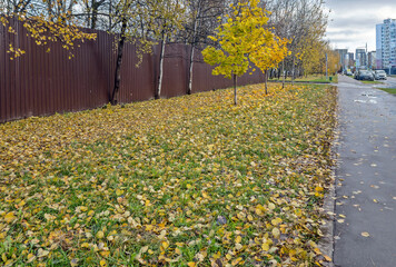 There are a lot of fallen leaves on the lawn in the city in autumn