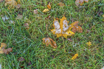 There are leaves and snow on the grass
