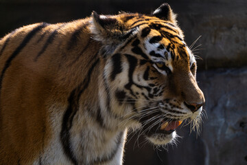 View of the Siberian tiger in the zoo