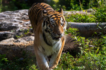 View of the Siberian tiger in the zoo