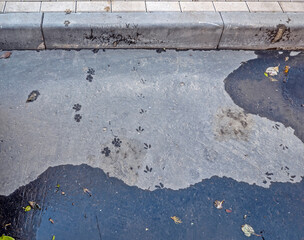 Wet footprints of a bird and a dog are visible on the asphalt