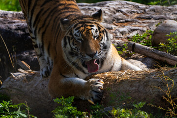 View of the Siberian tiger in the zoo