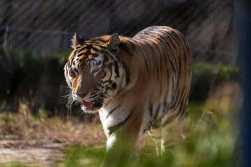 View of the Siberian tiger in the zoo