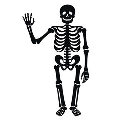 Skeleton vector silhouette isolated white background
