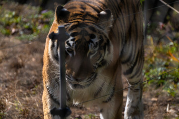 View of the Siberian tiger in the zoo